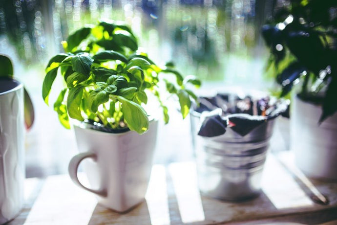 How to keep herbs fresh